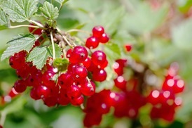cranberry-berry-image_med