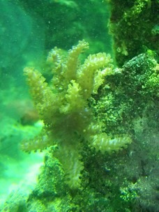 spirulina-sea-algae_med